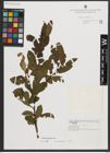 Foto von Salix appendiculata Vill.